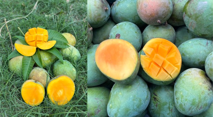 ভালো আম চিনবেন যেভাবে